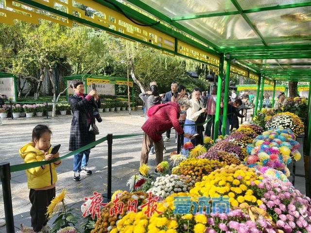 一年四季 泉在济南丨泉畔初冬，被菊花镶上了“金边”