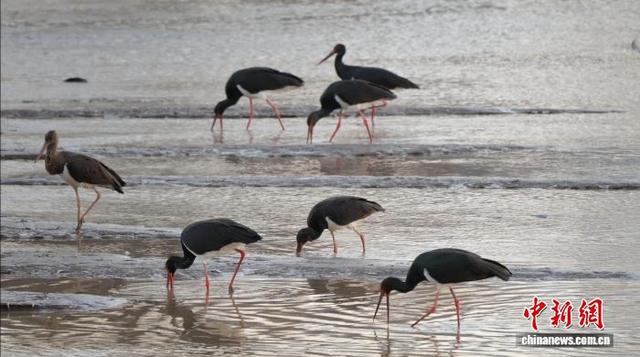 “鸟中大熊猫”黑鹳做客山西繁峙 生态与人文共谱和谐曲