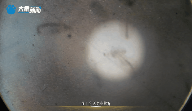 时政微视频丨黄河更美了