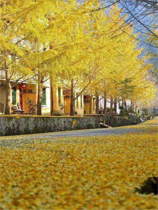 致游客｜错峰出游更舒心！南雄帽子峰的“金秋童话”，仍在为您驻留！