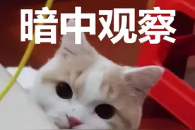 你患上“家长会后遗症”了吗？爸爸最适合开家长会？图片