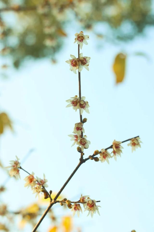 2026第一缕花香来了~上海这个公园蜡梅初绽！