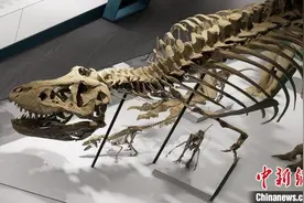 近百件珍贵恐龙展品亮相羊城 打造大湾区“恐龙之家”图片