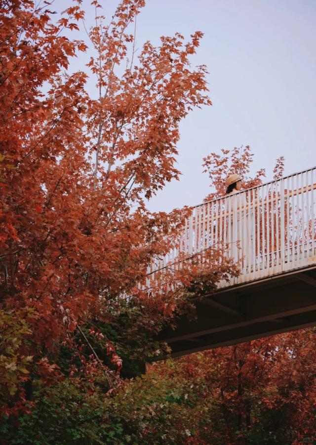 西安上新！高颜值秋景，正在加载！