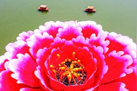 牡丹花动洛阳城图片