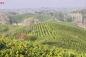 文新茶村负责人郝茜茜为大家介绍茶旅融合工作的开展情况以及信阳毛尖的采摘方法图片