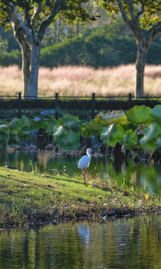 枫叶、梧桐、银杏、乌桕……上海市中心这个免费公园换上了五彩斑斓的秋装→