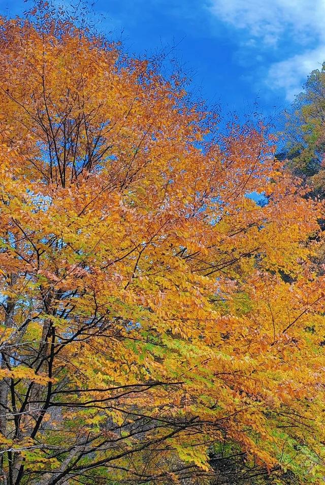 重庆秋色“天花板”火了！最快1小时飚拢！