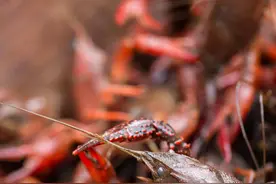 吃小龙虾，究竟在吃什么图片