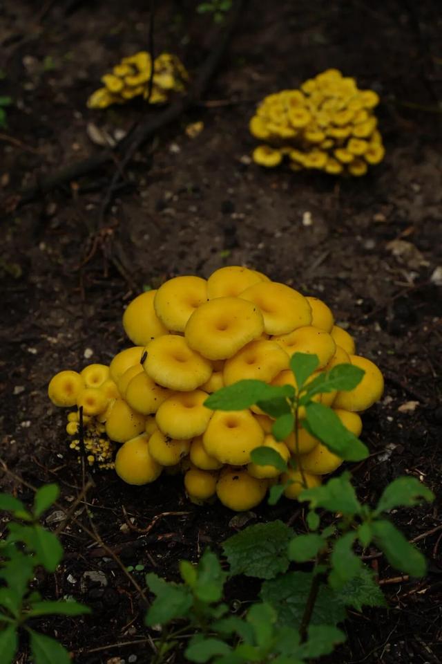 生活丨大理这两个地方竟然四季有菌采！谁懂啊！