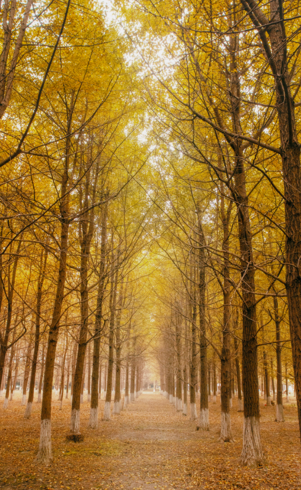 40000株银杏黄了！成都第一波！