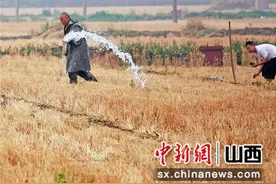 父亲节山西运城降雨 “晋南粮仓”抗旱保粮仓不打烊图片