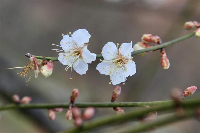 武汉东湖梅园将于元旦开园，名字含“梅”游客免费