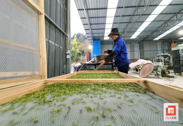 春天就要上茶山！来荣县，饮一口最早的春日鲜醇