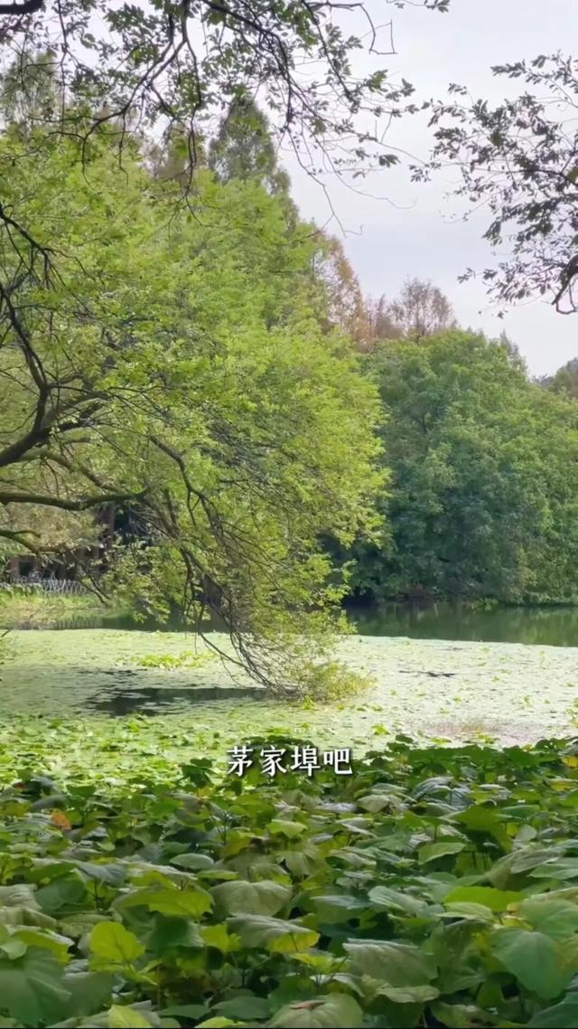 知名男星发视频狂推杭州“小众景点”！网友直呼：这里特别美！