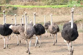 桐梓县木瓜镇：特色养殖“鸵”出致富路图片