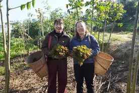 初冬有 “春味”，听说这里已实现“香椿自由”图片