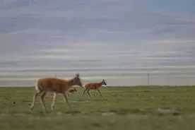 神奇动物在西藏丨藏羚羊产仔季大幕开启(2)图片