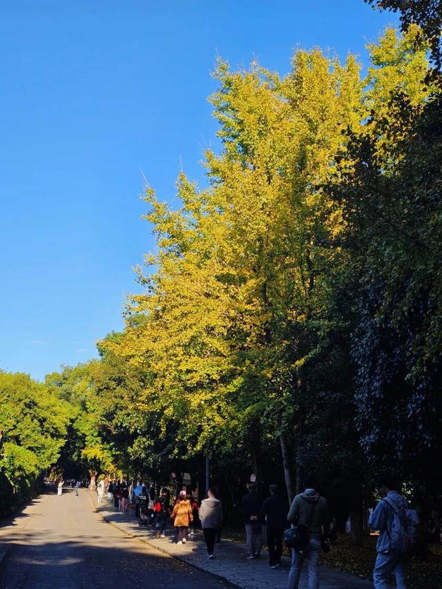 象山区的银杏也黄了，请收下这份限定的金色浪漫