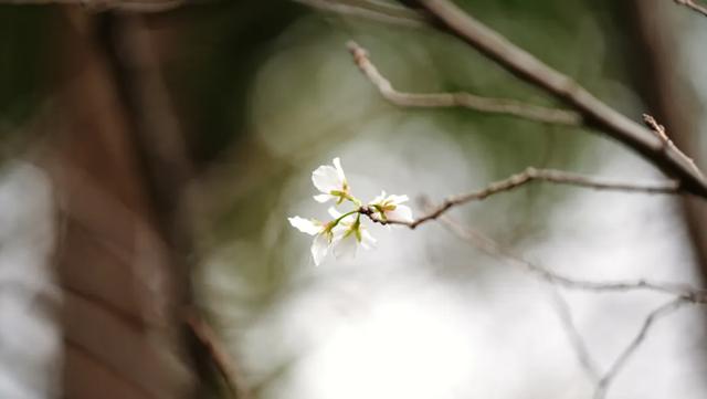 难得一见!10月“樱桂同框”,预计还将持续几天