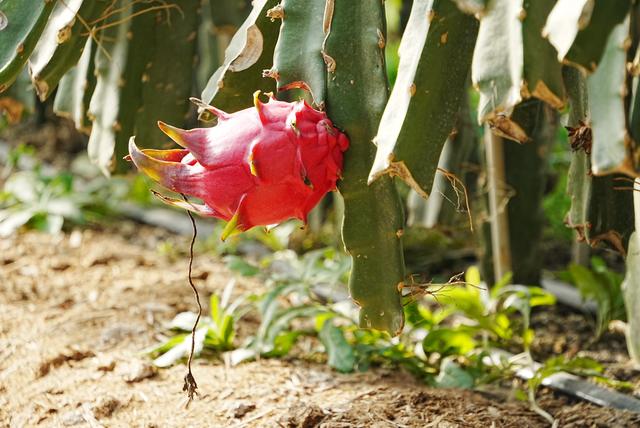 寻访花街石巷里的北市村：在落日与石头房子里，安放一份乡愁