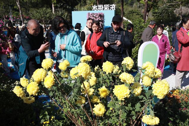 多图直击！第41届深圳东湖公园菊花花会开幕
