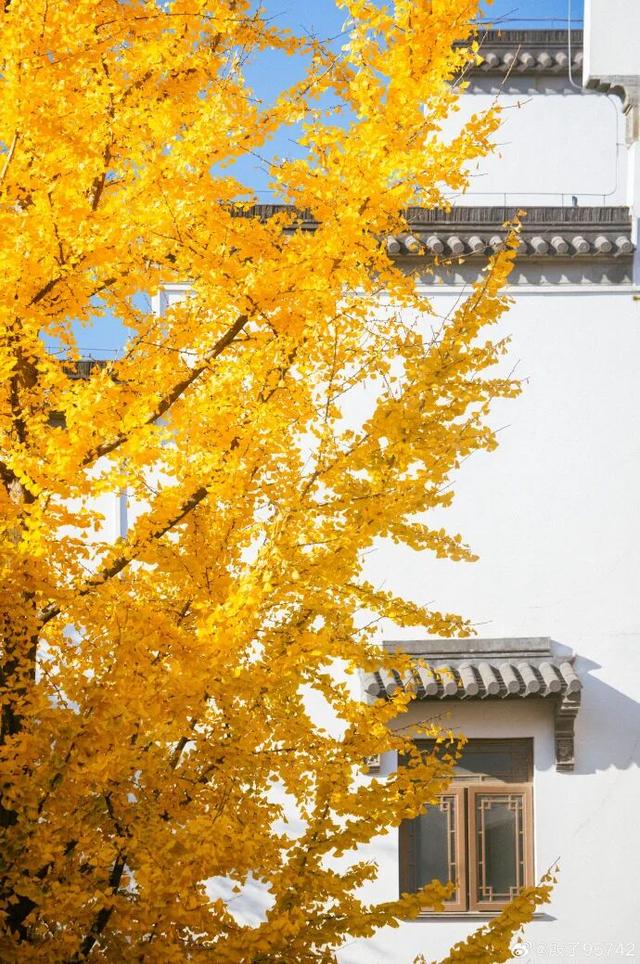 “西红柿炒蛋树”排队？快来秦淮开启“金黄时刻”！