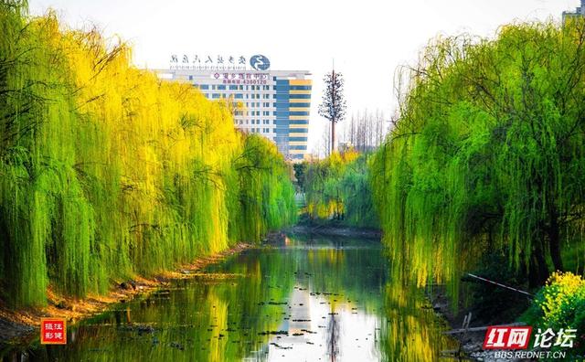 【赴春之约】漫步安乡，赴一场春天里的故乡之约