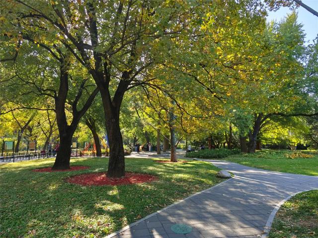 今日开幕!6000余盆菊花绽放,就在海淀这个公园——