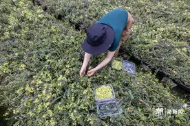 浙江义乌：石斛花开采摘忙图片