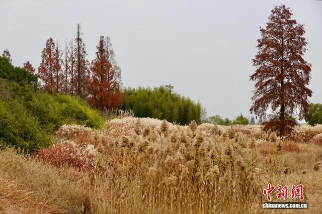 浙江杭州良渚古城遗址公园冬日美景吸引游人