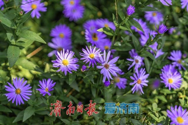 一年四季 泉在济南丨花圃公园：秋日胜景，诗意满园