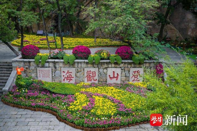 连云港孔望山菊花展启幕 沉浸式游园打造秋日盛宴