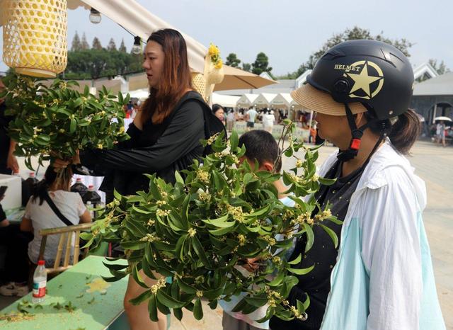 江苏苏州：“花漾苏州 桂香满城”桂花市集开市