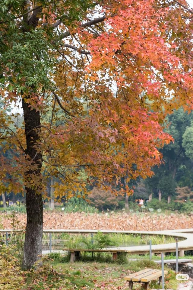 实况！武汉彩叶季来了，这些地方最出片