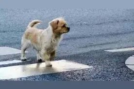宠物犬横穿马路导致交通事故，责任谁担？图片