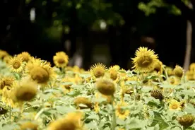 以为夏天只有绿色？揭秘夏日里的“黄金时刻”图片
