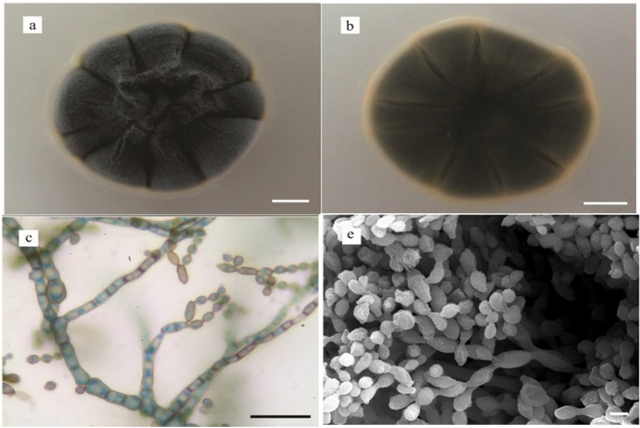 能吃核辐射的黑色生物，正在入侵地球上核辐射最强的无人禁区 第2张