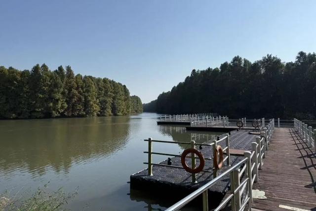 域见上海·域见奉贤｜冬日限定，海湾国家森林公园，红杉林开始“上妆”啦！