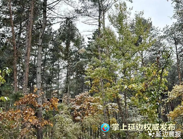 延边下雪了！冰雪仙境等你来