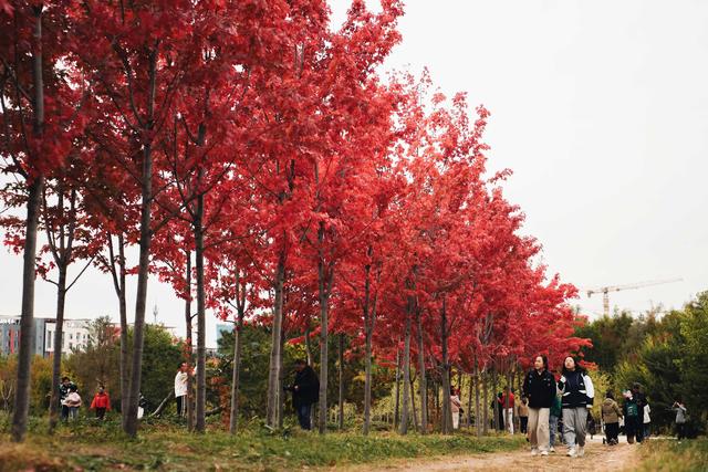 长春：秋色缤纷