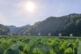 江西湘东：赣湘一家亲 “老表”续新篇图片