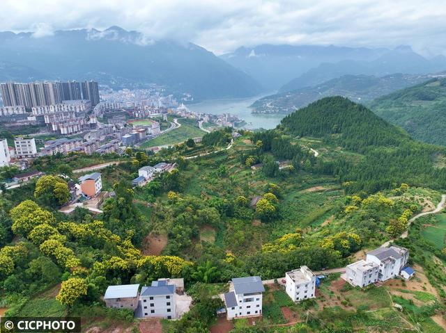 花开成海景色美