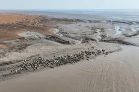 中央媒体看辽宁丨新华社：第一次遇见“渤海精灵”——西太平洋斑海豹图片