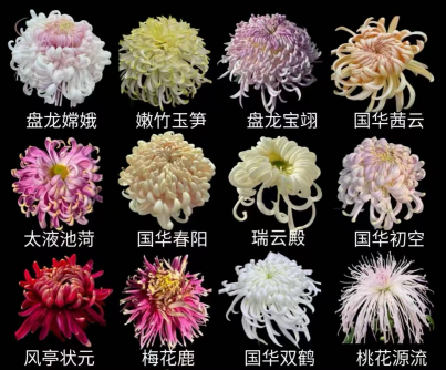 免费开放！持续21天！2025东湖公园菊花赏来啦~