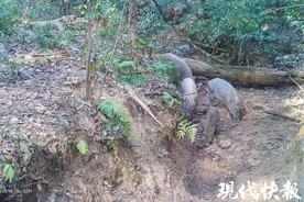 南京紫金山野猪一年减少63只图片