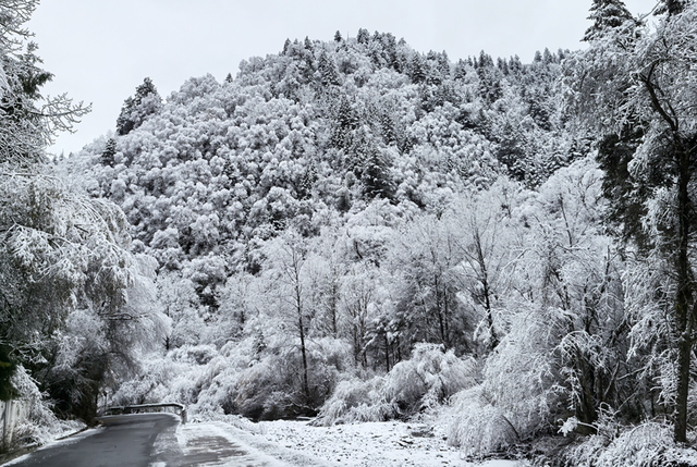 青睐绵阳 ‖ 彩林未尽，大雪已至！初冬的平武美成水墨画卷~
