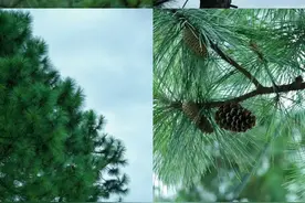没想到这些植物花卉都能代表师者精神图片