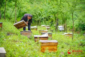 成县：生态养蜂“蜂”景好图片
