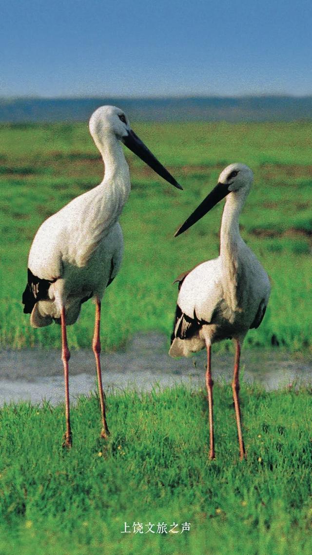 赶紧收藏！上饶冬天真正的“顶流”是它们！这些观鸟地你准备什么时候来？